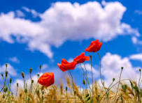 Photo de Gilbert FERMIN