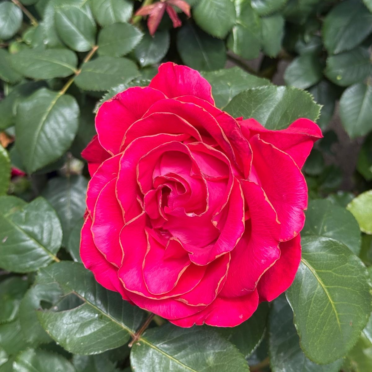 Photo d’Odile GUIMESE