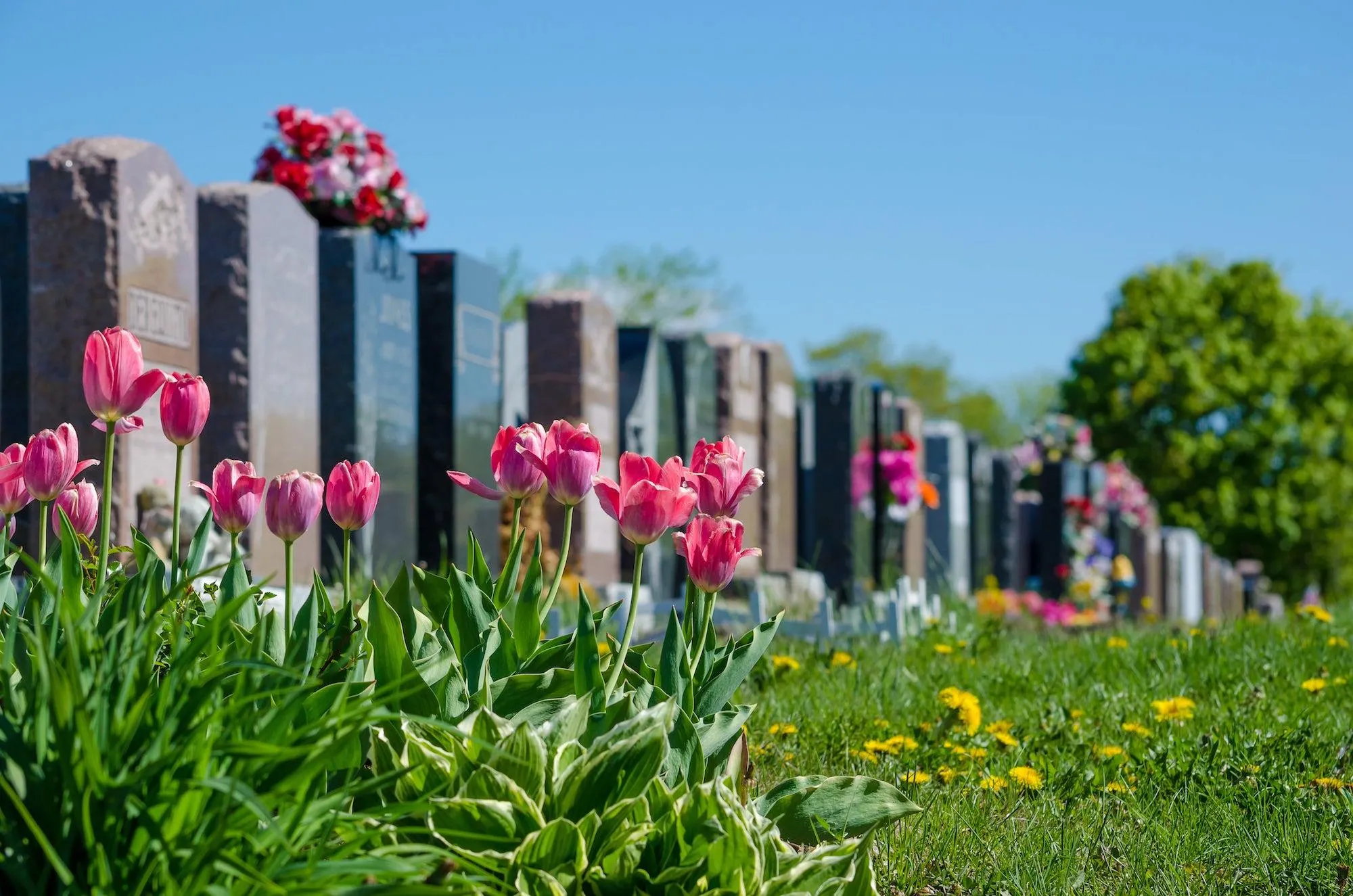 Tulipes roses fleurissant au premier plan devant une allée de tombes au cimetière.